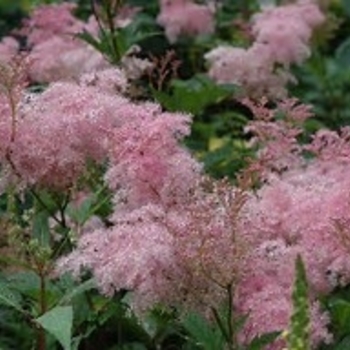 Filipendula rubra