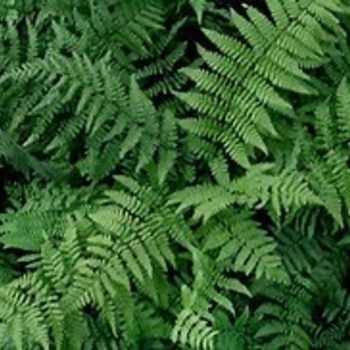 Dryopteris remota