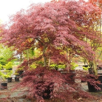 Acer palmatum var. dissectum 'Lionheart' 