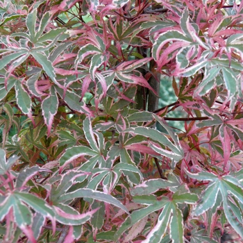 Acer palmatum 'Gwen's Rose Delight' 