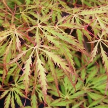 Acer palmatum var. dissectum 'Green Hornet' 