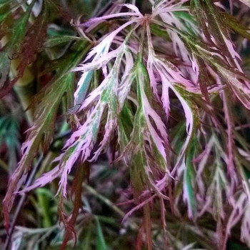 Acer palmatum var. dissectum 'Toyama Nishiki' 