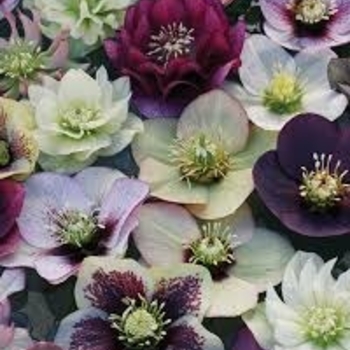 Helleborus 'Pine Knot Select Strain' 