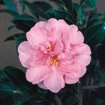 Camellia sasanqua 'Showa-No-Sakae' 