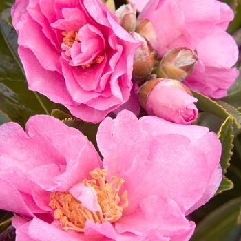 Camellia sasanqua 'Marge Miller' 