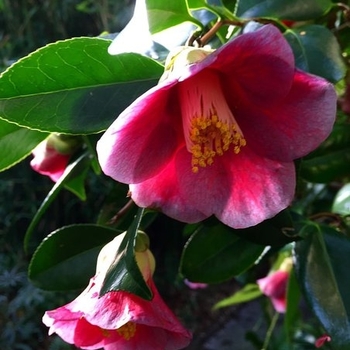 Camellia japonica 'Unryu' 
