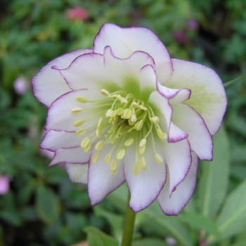 Helleborus 'Florence Picotee' 