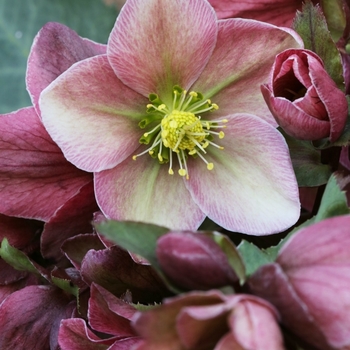 Helleborus 'Platinum Rose' PPAF