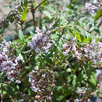 Buddleia davidii 'Wisteria Lane'