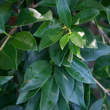 Ligustrum japonicum 'East Bay'