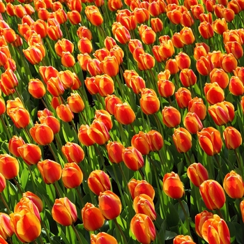 Tulipa 'Apeldoorn Elite' 
