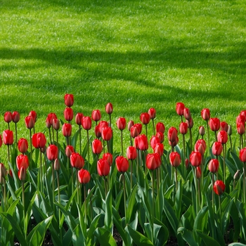 Tulipa 'Red Impression' 