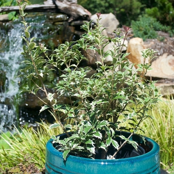 Osmanthus heterophyllus 'Variegatus' 