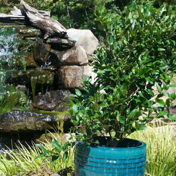 Ligustrum japonicum 'Recurvifolium'