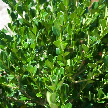 Buxus microphylla japonica 'Winter Gem' 