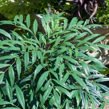 Mahonia confusa 'Narihiri'