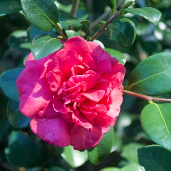 Camellia sasanqua 'Bonanza'