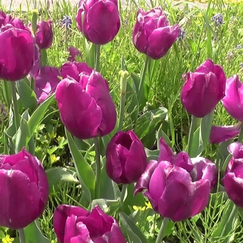 Tulipa 'Purple Prince' 