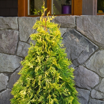 Thuja 'MonPin' PP25363