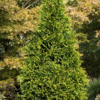 Thuja 'MonRig' PP27067