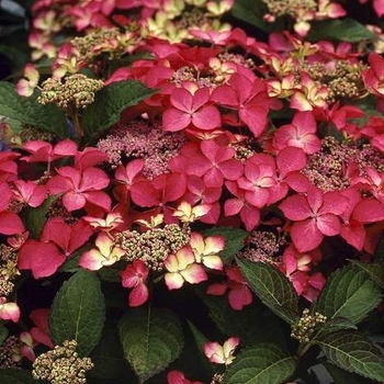 Hydrangea macrophylla 'Selina' Sidaseli PP20124