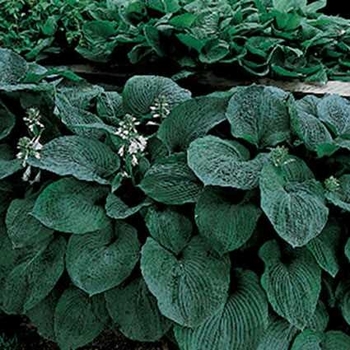 Hosta 'Blue Giant' 