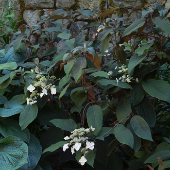 Hydrangea aspera 'Plum Passion®' 