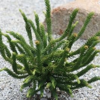 Cryptomeria japonica 'Dinger' 