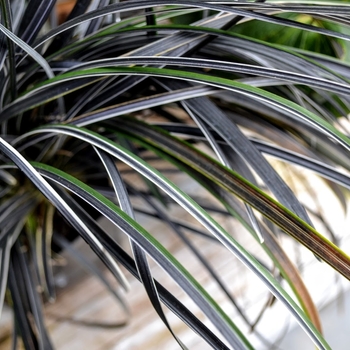 Ophiopogon planiscapus 'Edge of Knight' 