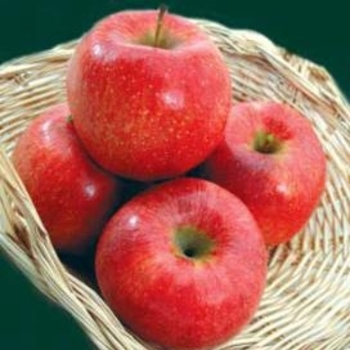 Malus domestica 'Mollie's Delicious' 