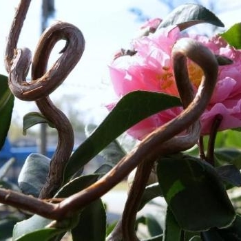 Camellia x vernalis 'Egao Corkscrew' 