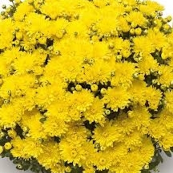 Chrysanthemum 'Amigo Yellow' 