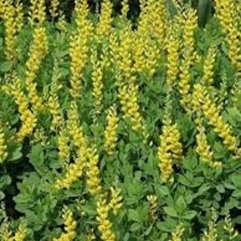 Baptisia sphaerocarpa 'Screamin' yellow' 