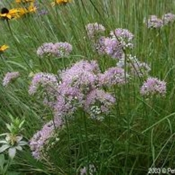 Allium stellatum