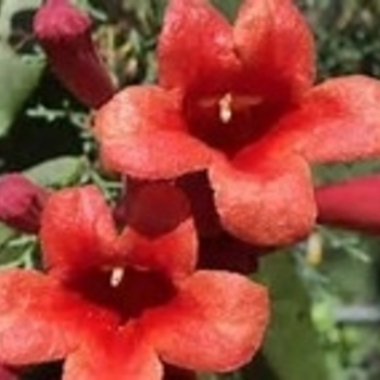 Bignonia capreolata 'Shalimar Red' 