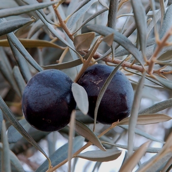 Olea europaea 'Sevillano' 