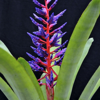 Aechmea 'Blue Tango' 