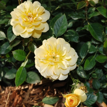 Rosa Sunrosa® 'Yellow'
