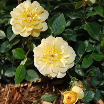 Rosa 'ZARBSUN' PP24313