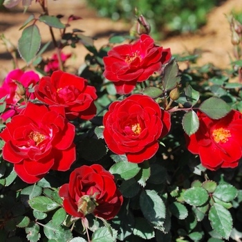Rosa Sunrosa® 'Red'