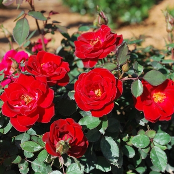 Rosa 'ZARSBJOH' PP24314