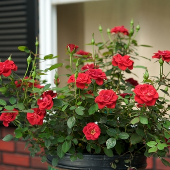 Rosa Sunrosa® '' (115881)