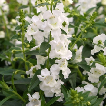 Angelonia Sungelonia® 'White'