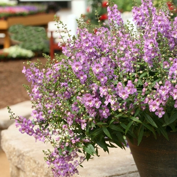 Angelonia Sungelonia® 'Blue'