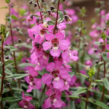 Angelonia Sungelonia® 'Deep Pink'