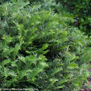 Cephalotaxus harringtonia 'Fritz Huber' 