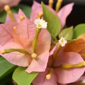 Bougainvillea Sunvillea™ 'Pink'