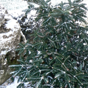 Abies cephalonica 'Meyer's Dwarf' 