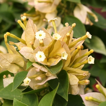 Bougainvillea Sunvillea™ 'Cream'