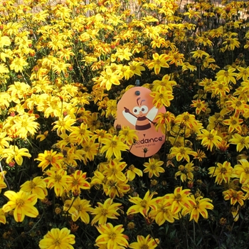 Bidens ferulifolia Beedance® 'Red Stripe'